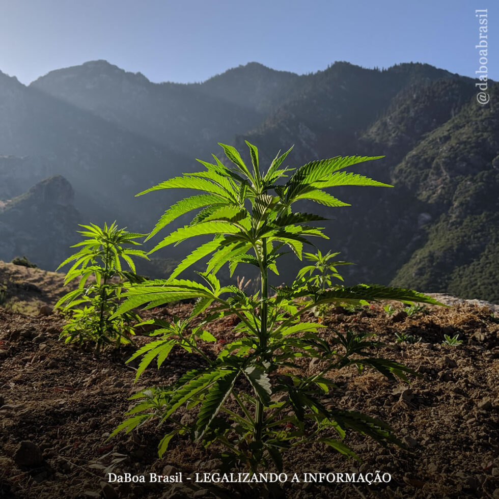 Algumas curiosidades sobre a maconha que você talvez não conheça