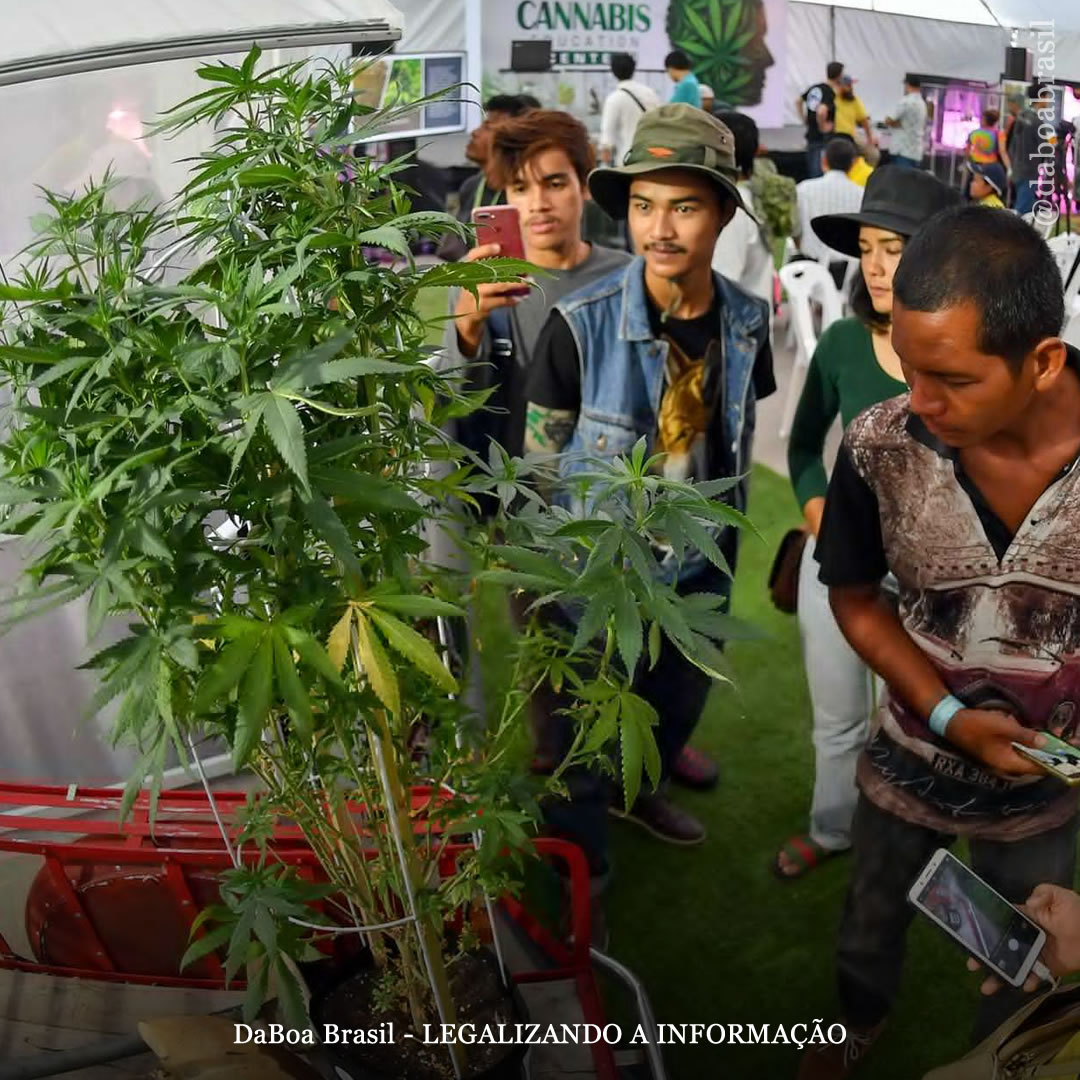 Tailândia descriminaliza a maconha como foi o primeiro dia da mudança