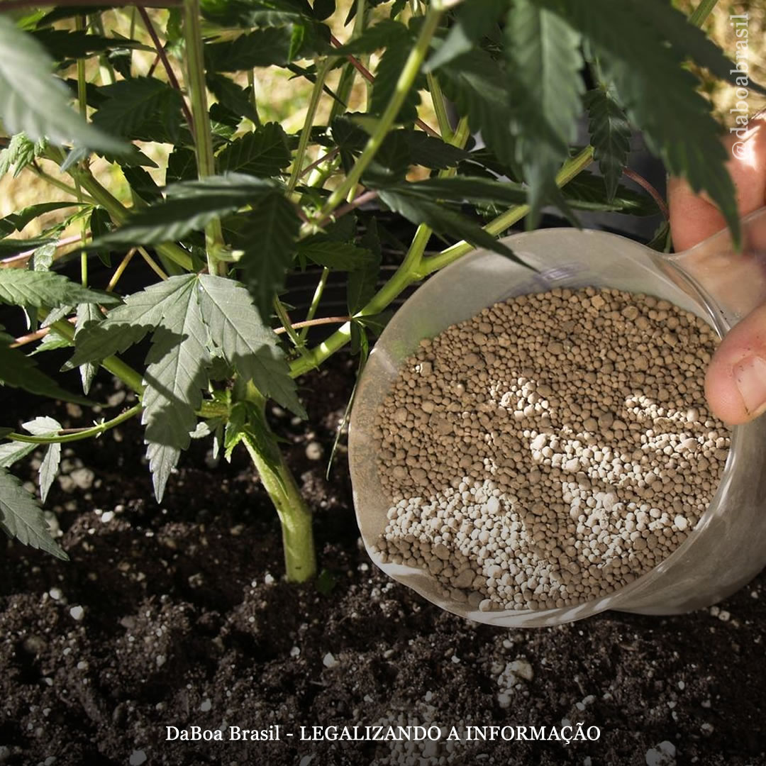 Dicas de cultivo 7 fertilizantes caseiros para melhorar a saúde de suas plantas