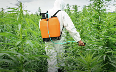 EUA: Califórnia enfrenta uma crise devido à presença de pesticidas em produtos de maconha