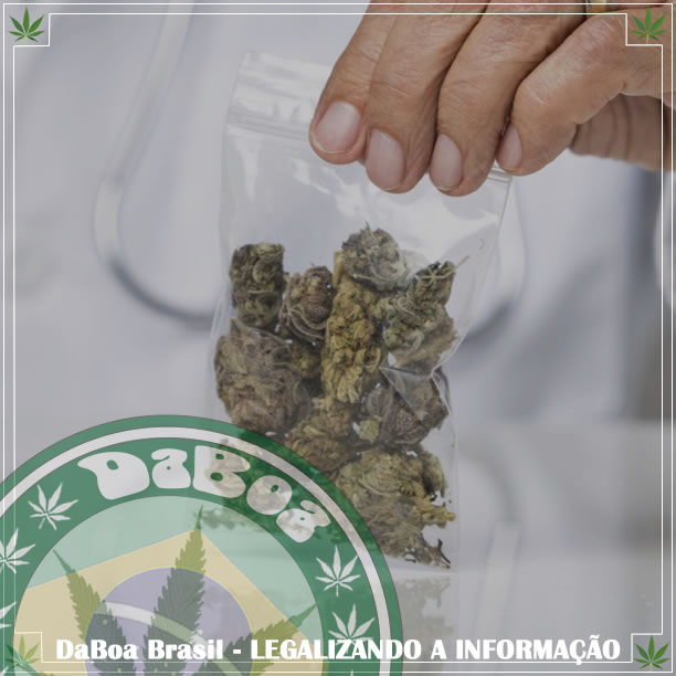 Ciência confirma que a maconha é mais segura do que a aspirina