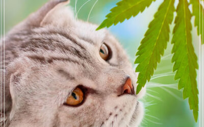 A maconha é ruim para seus animais de estimação?