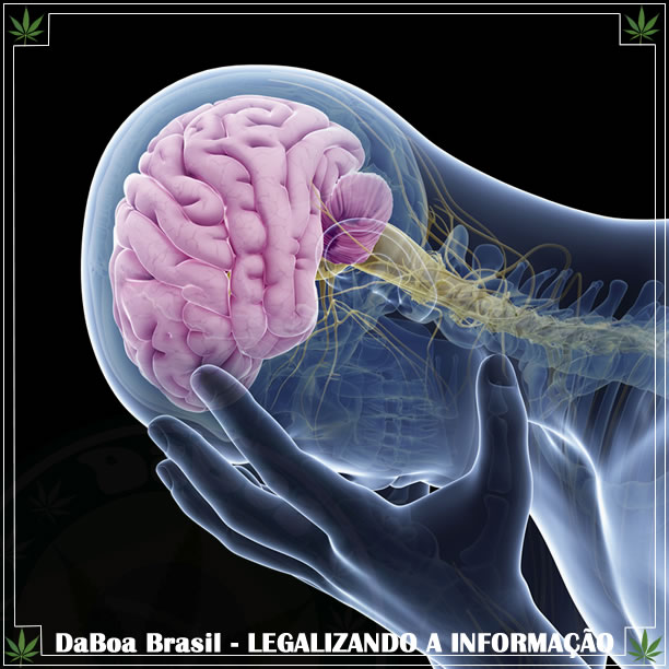 A maconha impede a neuroinflamação, diz estudo