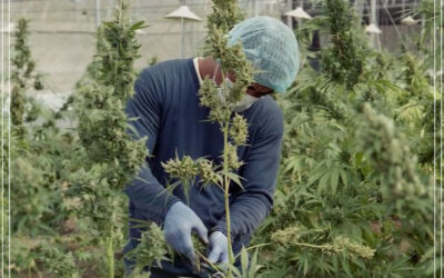 A maconha legal gerou mais de 240 mil empregos em período integral nos EUA