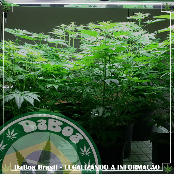 Alemanha autoriza um paciente a cultivar maconha medicinal