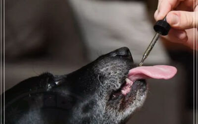 CBD para cães: não apenas durante fogos de artifício