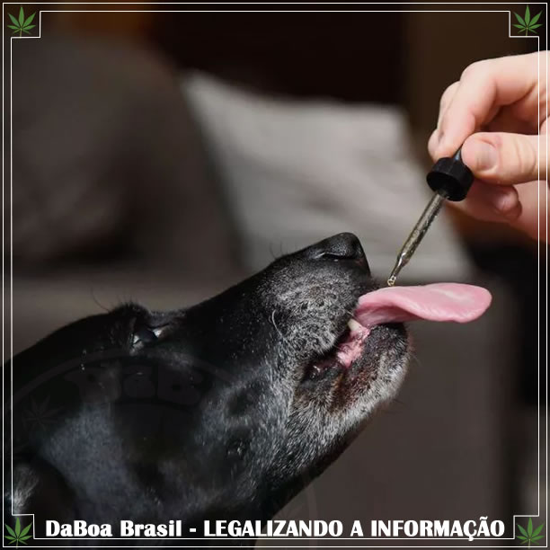 CBD para cães: não apenas durante fogos de artifício