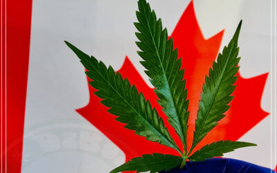 Canadá: um ano após a legalização da maconha