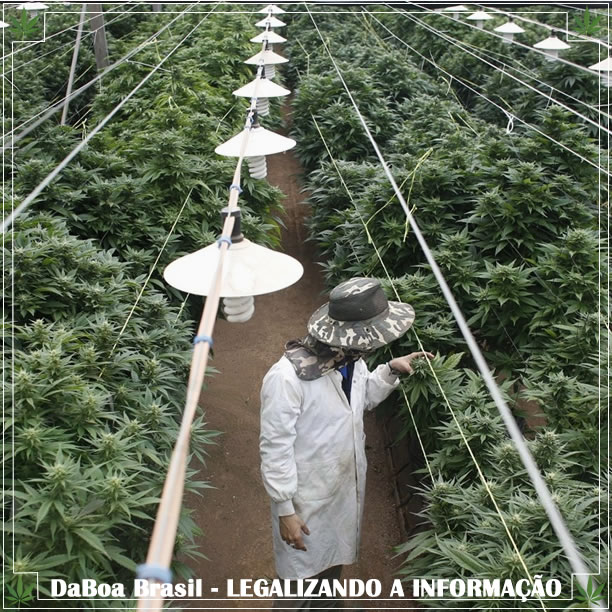 China de olho no mercado mundial de maconha medicinal