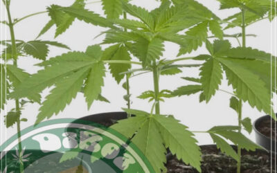 Colômbia terá curso em Universidade sobre cultivo e uso de maconha