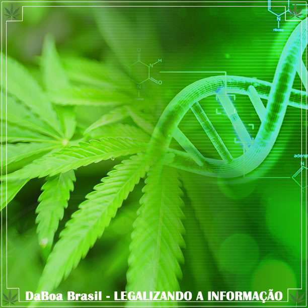 Como o DNA afeta o efeito da maconha e como escolher sua variedade ideal