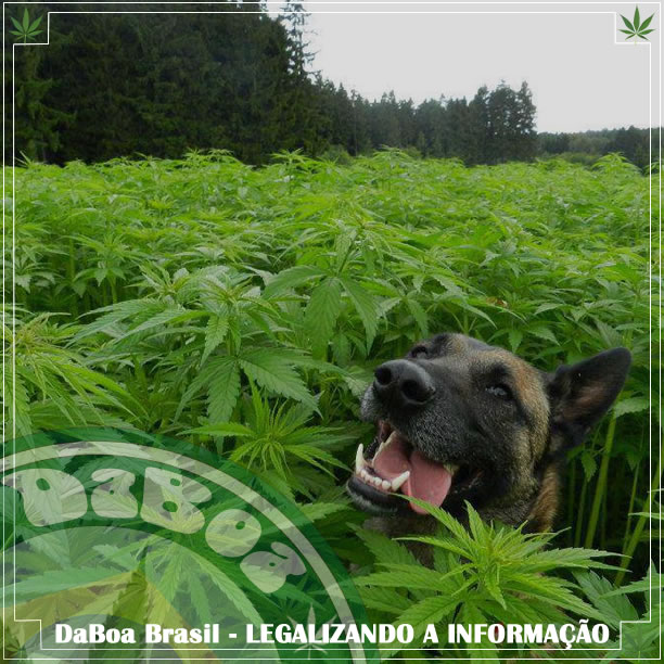 Cresce o número de animais que usam maconha medicinal no Colorado