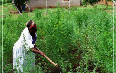 Cultive a maior planta de maconha e ganhe prêmio em dinheiro na África do Sul