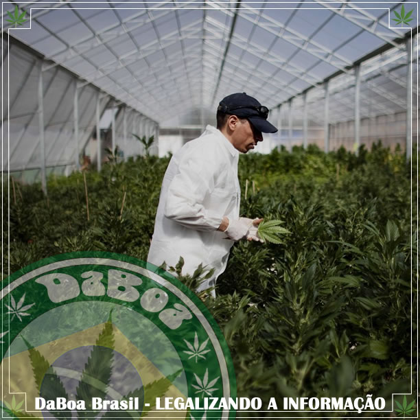 De 165 mil a 230 mil trabalhadores na indústria da maconha nos EUA