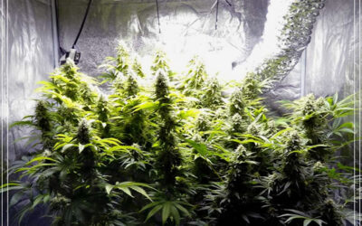 Dicas de cultivo: 11 conselhos para o cultivo indoor durante o verão