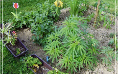 Dicas de cultivo: 7 plantas que ajudam a manter as pragas longe do jardim