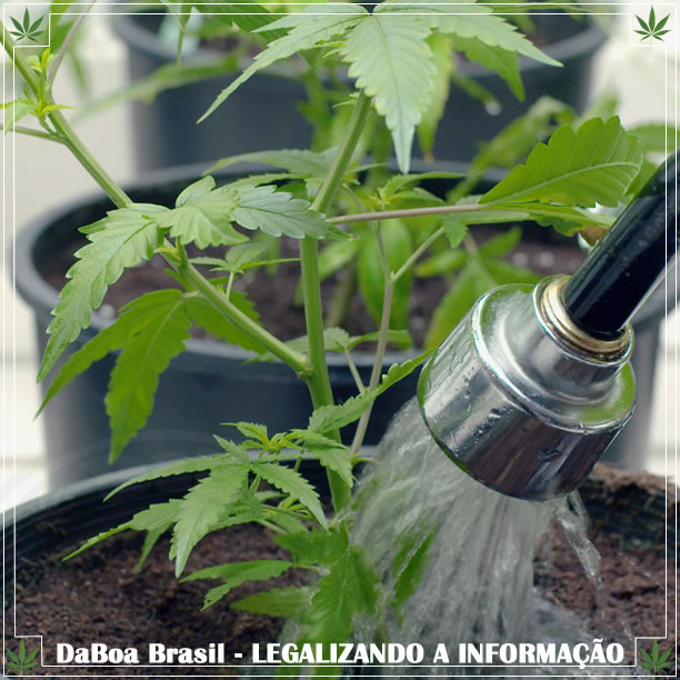 Dicas de cultivo: aprenda a regar suas plantas corretamente