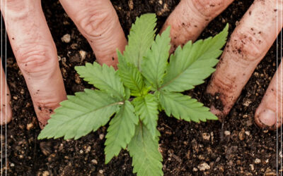 Dicas de cultivo: as chaves do cultivo orgânico de maconha