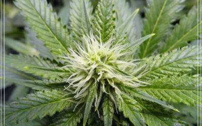 Dicas de cultivo: como estabilizar suas próprias sementes de maconha