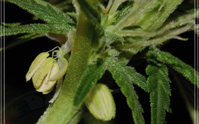 Dicas de cultivo: o que fazer com uma planta hermafrodita?