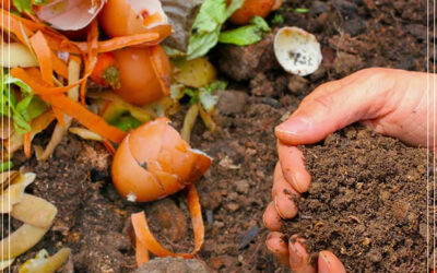 Dicas de cultivo: os fertilizantes orgânicos mais comuns e como usá-los