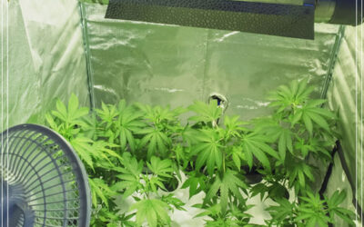 Dicas de cultivo: pragas no indoor, menos numerosas e mais agressivas