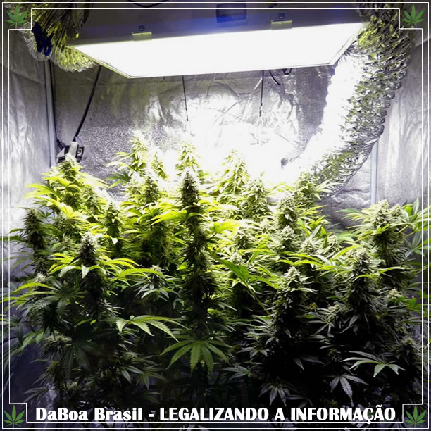 Dicas de cultivo: tudo que você precisa saber sobre fotoperíodo no cultivo indoor