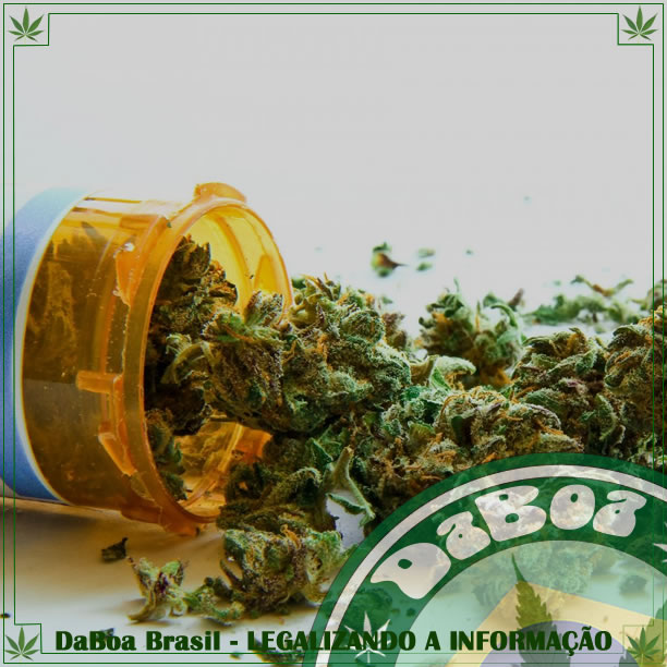 Empresa quer fazer primeiro remédio brasileiro à base de maconha