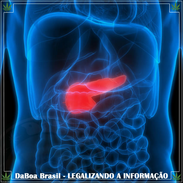 Ensaios clínicos para tratar o câncer de pâncreas com maconha