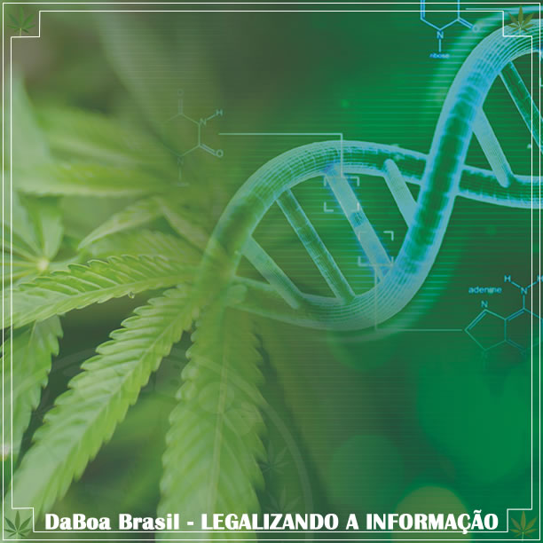 Estudo garante que a maconha é menos prejudicial ao DNA do que o tabaco