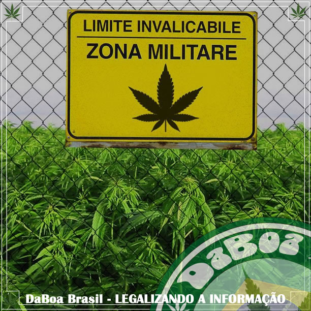 Exército italiano produzirá “a melhor qualidade” de maconha medicinal