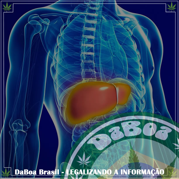 Estudo conclui: Os canabinóides protegem contra doenças do fígado