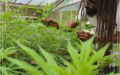 Governo da Jamaica ajuda os agricultores locais a cultivar maconha