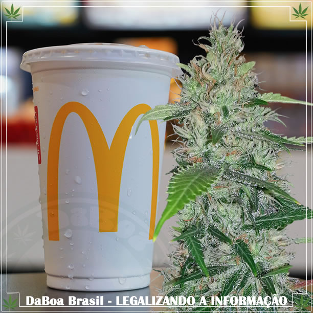 Homem da Carolina do Sul diz que encontrou maconha em chá do McDonald’s