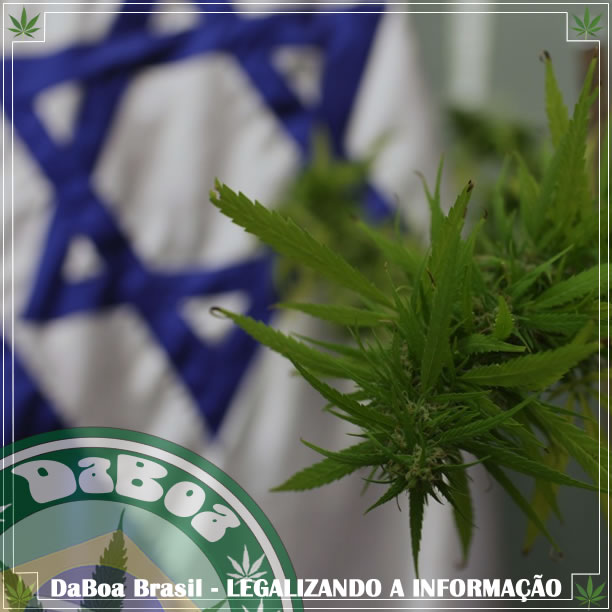 Israel exportará maconha medicinal