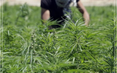 Líbano permitirá o cultivo de maconha para salvar a economia durante a pandemia