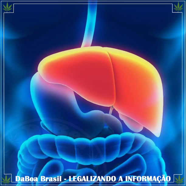 Maconha associada à diminuição da cirrose hepática em pessoas com hepatite C