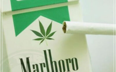 Marlboro vai investir US $ 1,8 bilhão em companhia de maconha