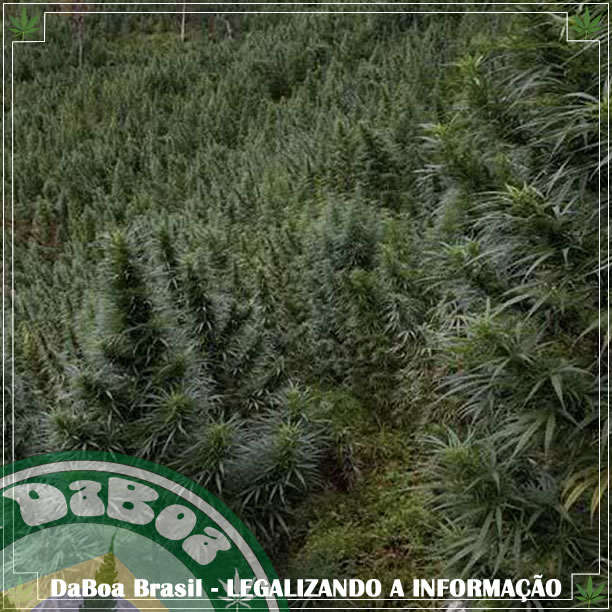 Na Colômbia, a maior empresa de maconha do mundo