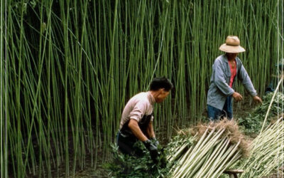 A cannabis sativa na sua versão cânhamo industrial