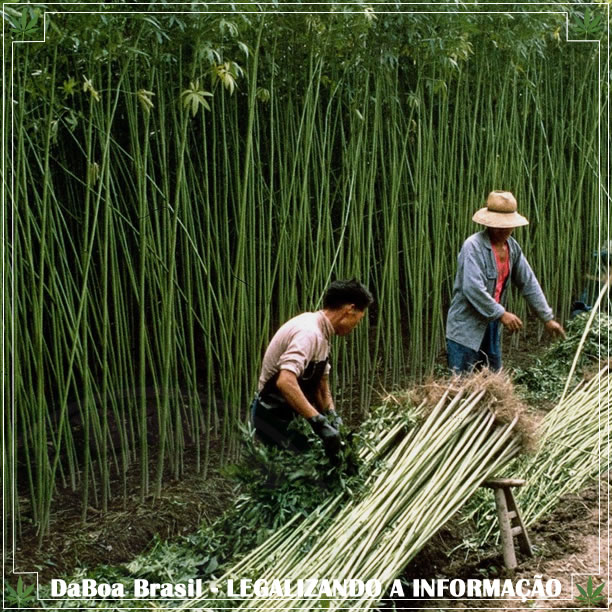 A cannabis sativa na sua versão cânhamo industrial