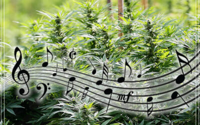 O efeito da música nas plantas de maconha