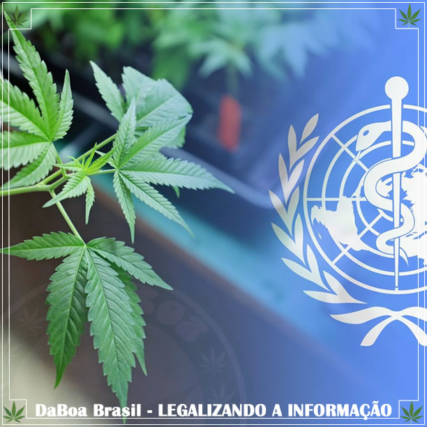 OMS recomenda a reprogramação da maconha e esclarece sobre o CBD