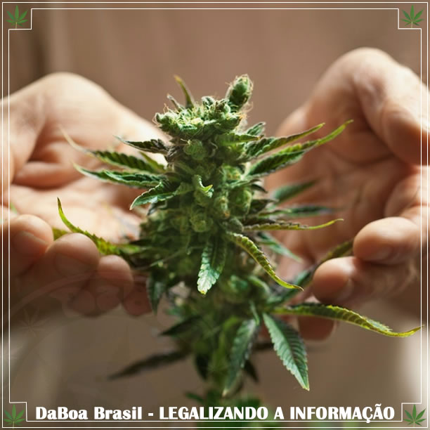 Os diversos benefícios da maconha para a saúde