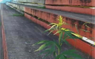 Planta de maconha nasce em estádio de futebol na Argentina