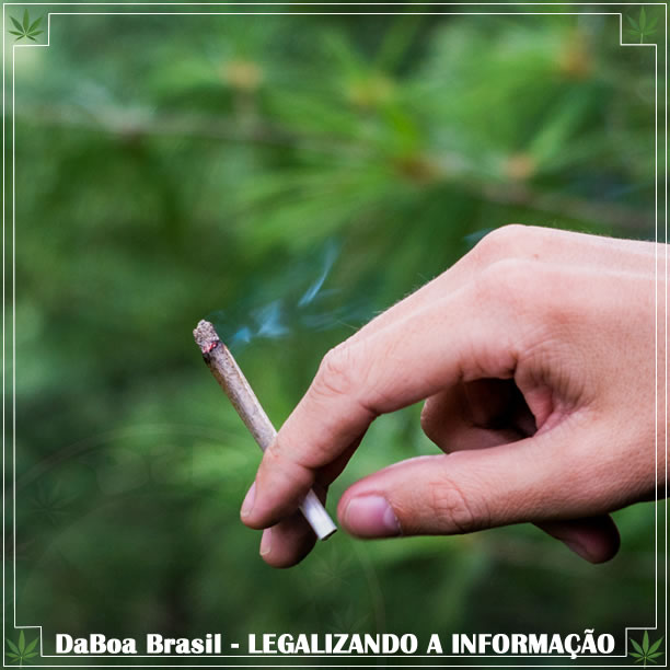 Por que os efeitos da maconha são diferentes em cada pessoa?