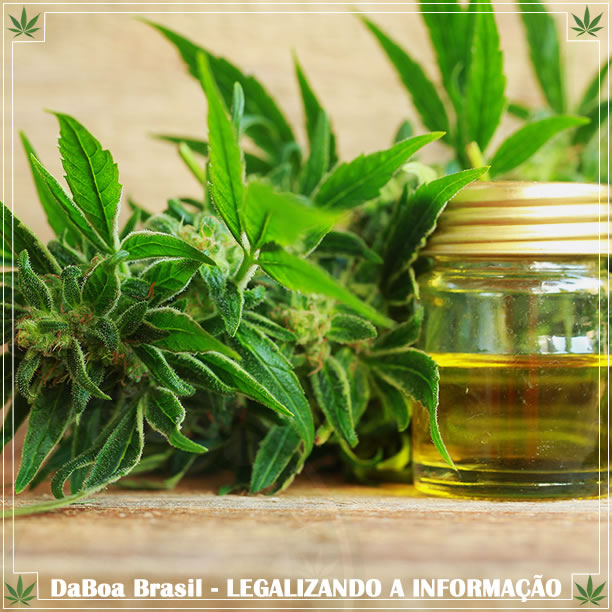 Redução de Danos: 3 alternativas para a maconha fumada