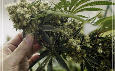 Reino Unido pode contratar traficantes se legalizar a maconha