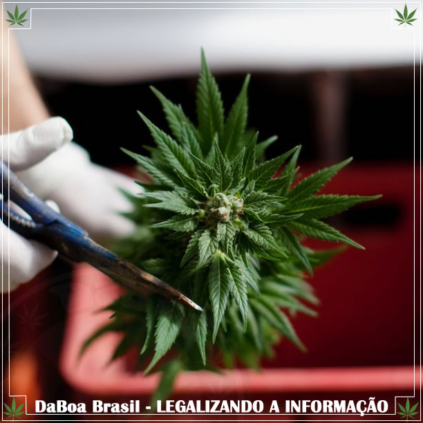 Tailândia apresenta sua primeira plantação legal de maconha