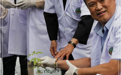 Tailândia é o primeiro país da Ásia a desenvolver sua própria variedade de maconha